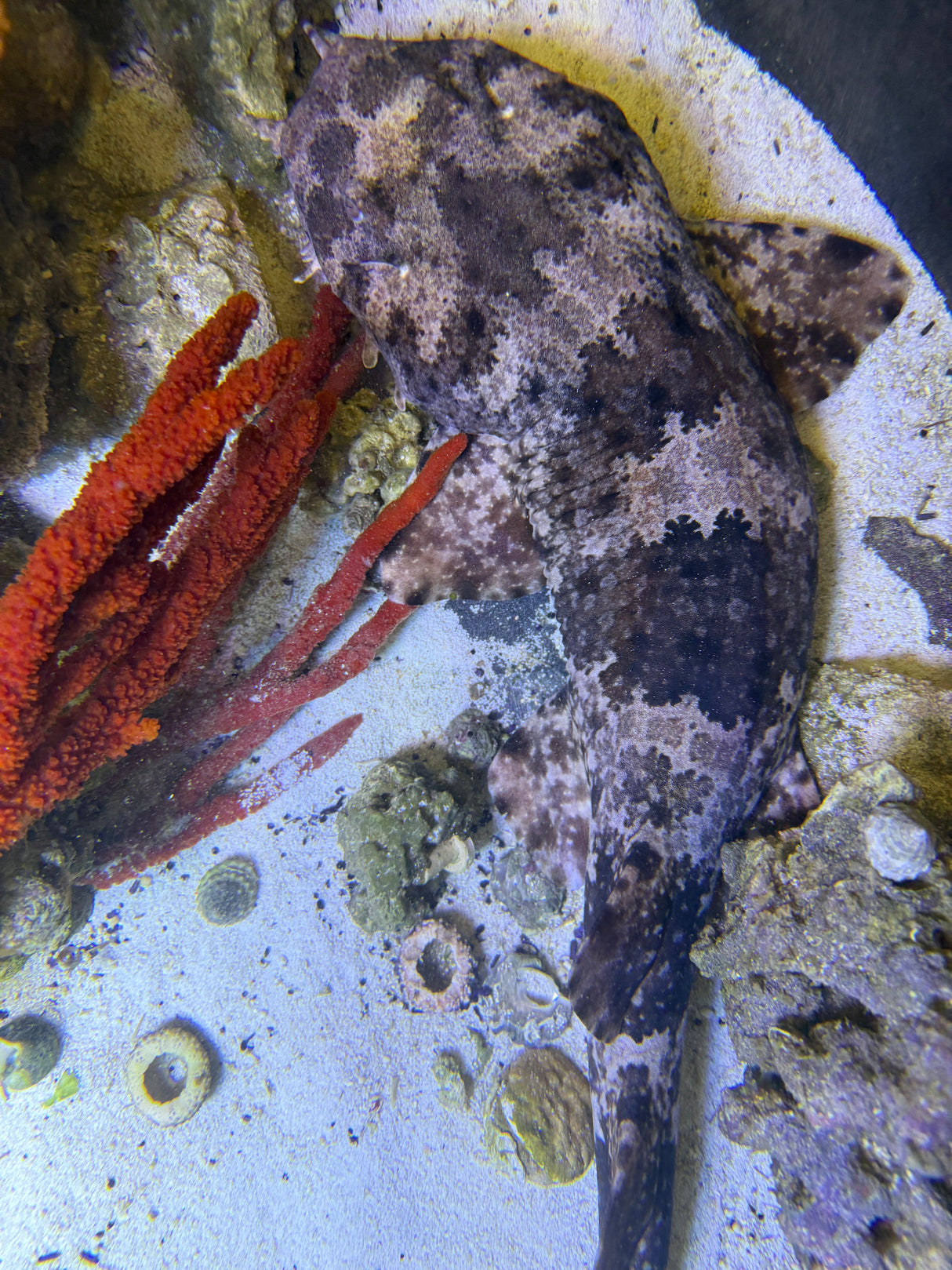 XLG Spotted Male Wobbegong shark (Pick up only)