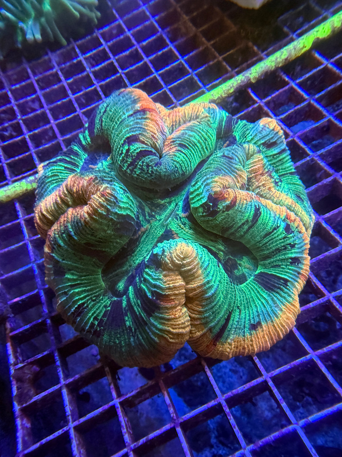 Green and orange Ultra trachy