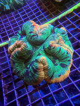 Green and orange Ultra trachy