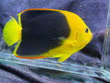 Rock beauty angelfish