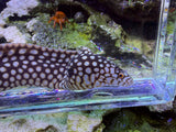 Small African dragon eel 12in