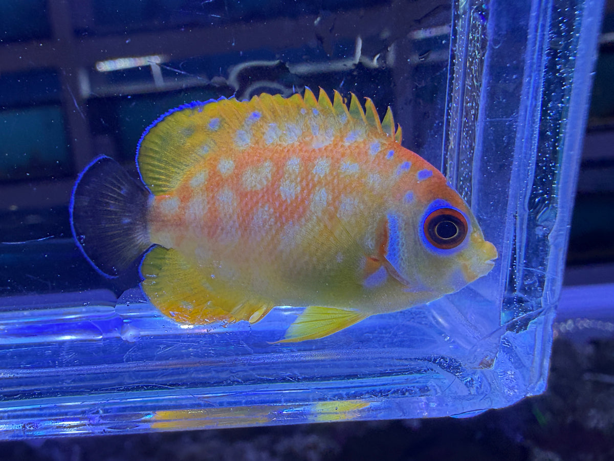 RARE Leopyge lemonpeel hybrid angelfish #5