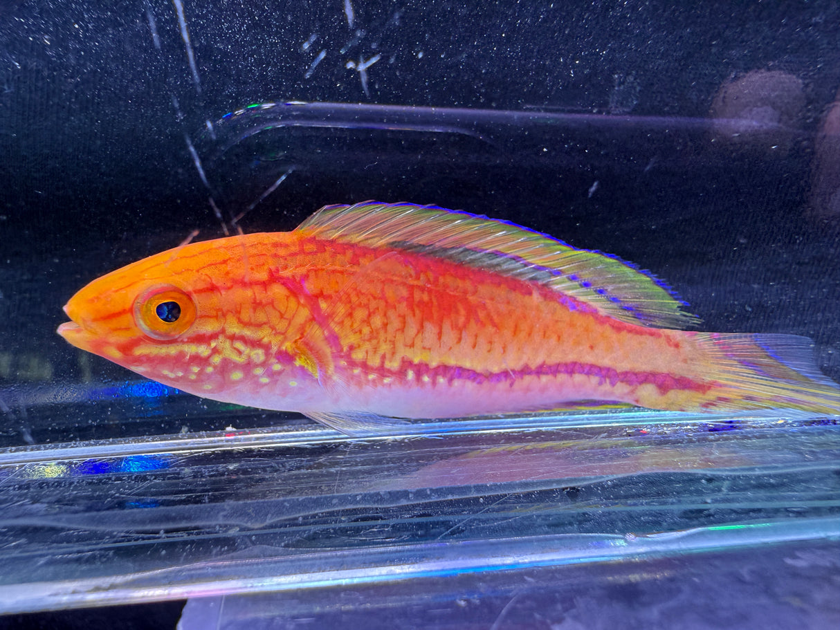 Pintail wrasse