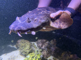 XXLG Female Northern Wobbegong (pick up only)
