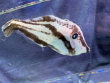 Leatherjacket filefish
