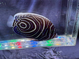 Juvenile Emperor Angelfish