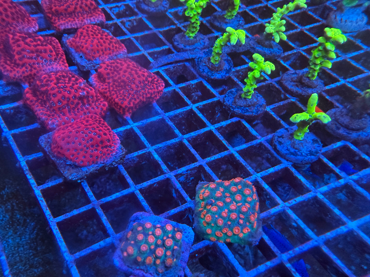 5 Pack of Stoney coral