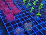 5 Pack of Stoney coral