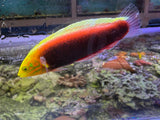 Radiant Wrasse