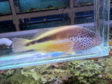 Freckled Hawkfish