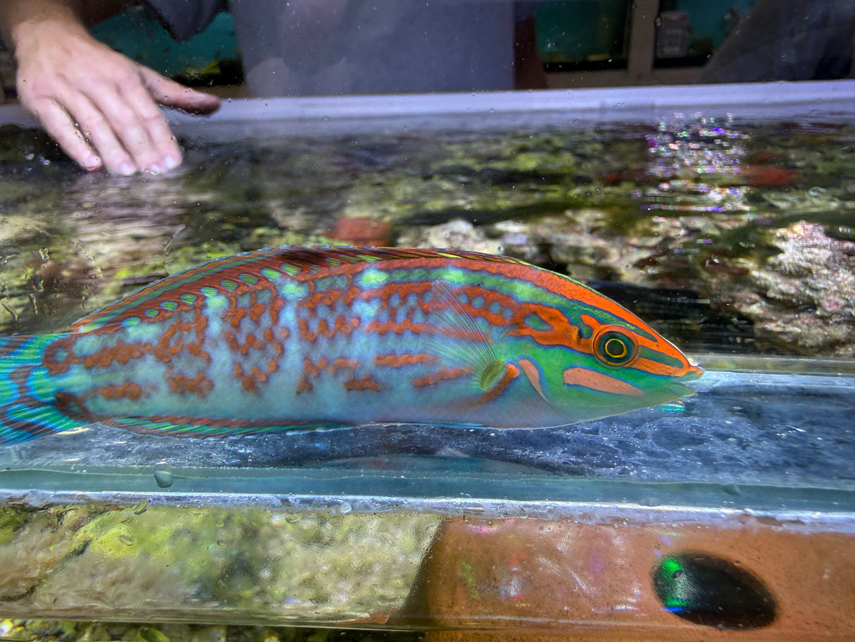 Christmas wrasse