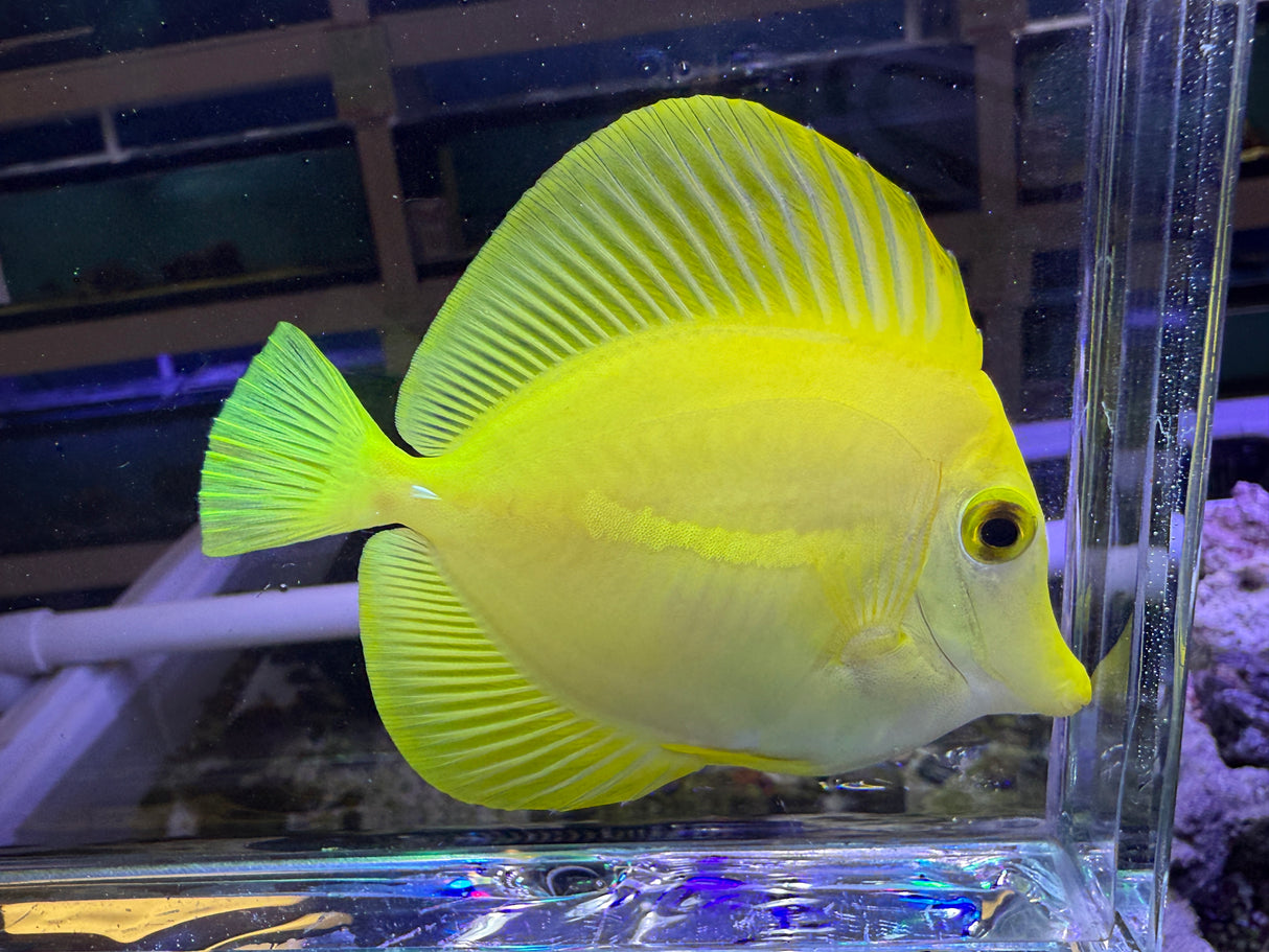Large 4in Yellow tang