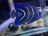 Koran Angelfish