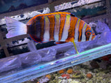 Harlequin Tusk Fish