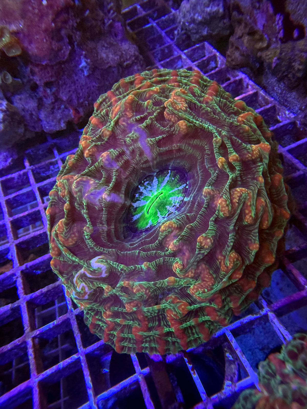 Ultra indophyllia WYSIWYG