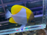 Pyramid butterfly fish