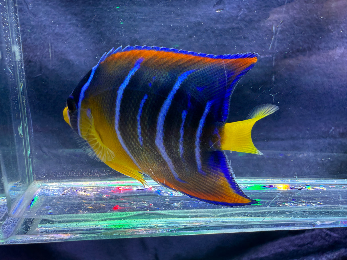 Juvenile queen angelfish