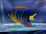 Juvenile queen angelfish