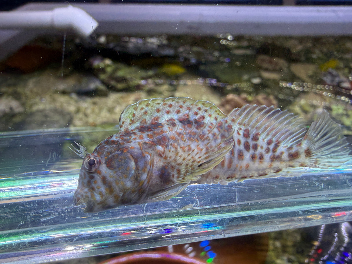 Orange spotted blenny