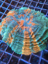 Large Meteor shower acanthophyllia WYSIWYG