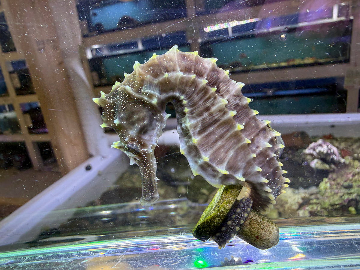 Atlantic Sea Horse