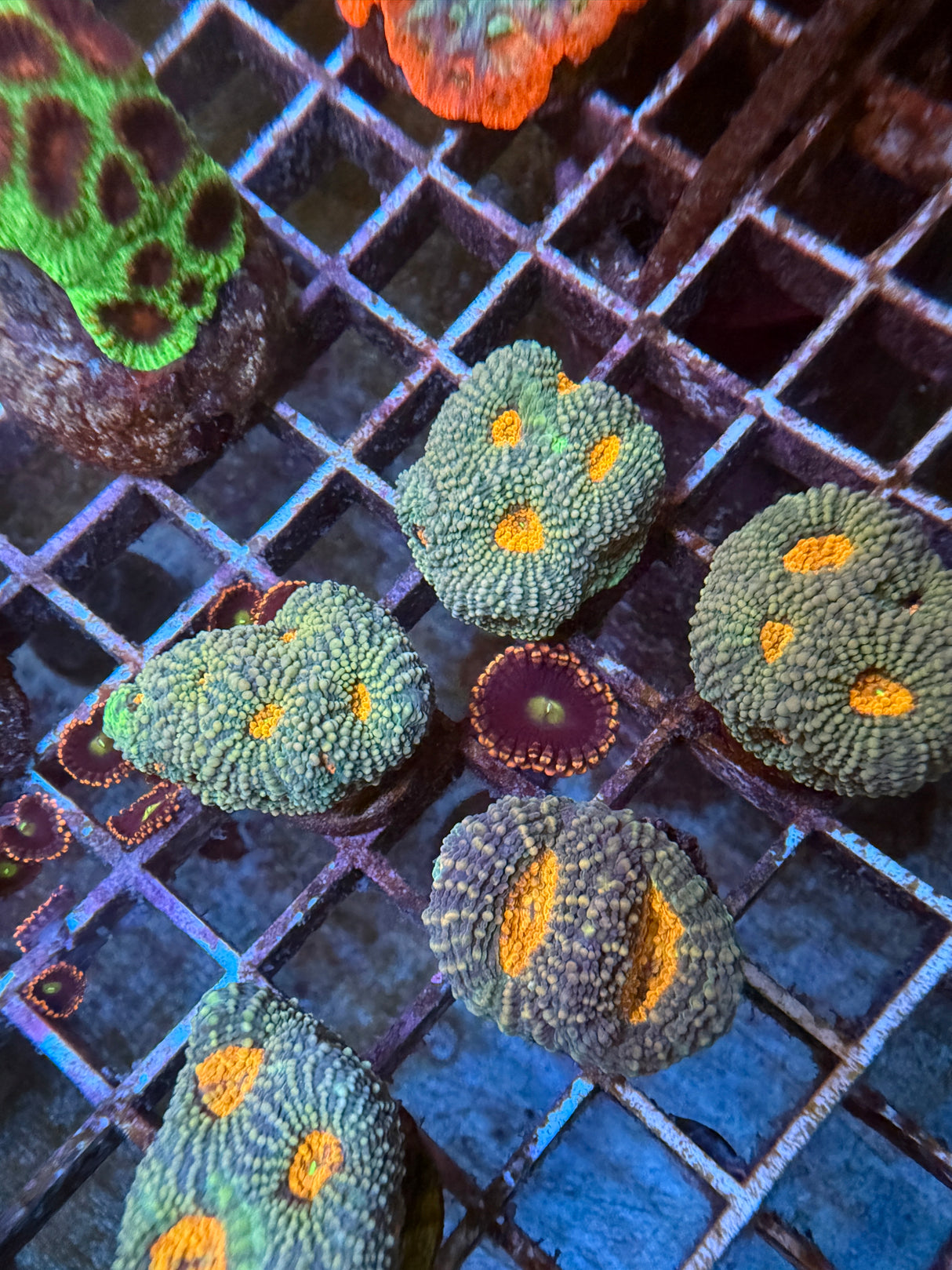 Echinata orange spot