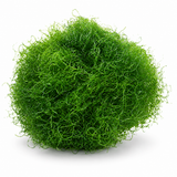 Live Chaetomorpha Chaeto Macroalgae Reef Tank Refugiums
