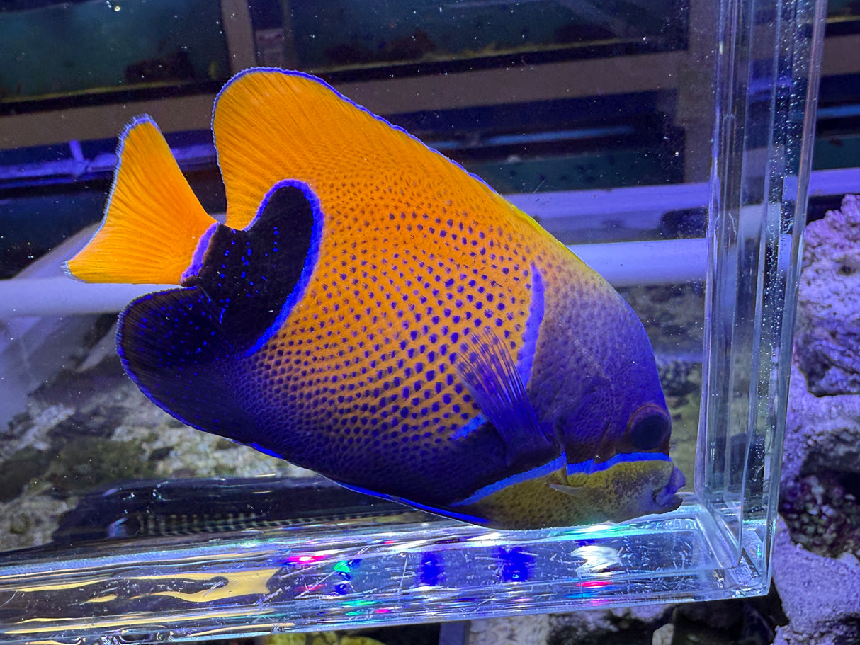 Majestic angelfish