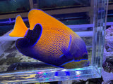 Majestic angelfish