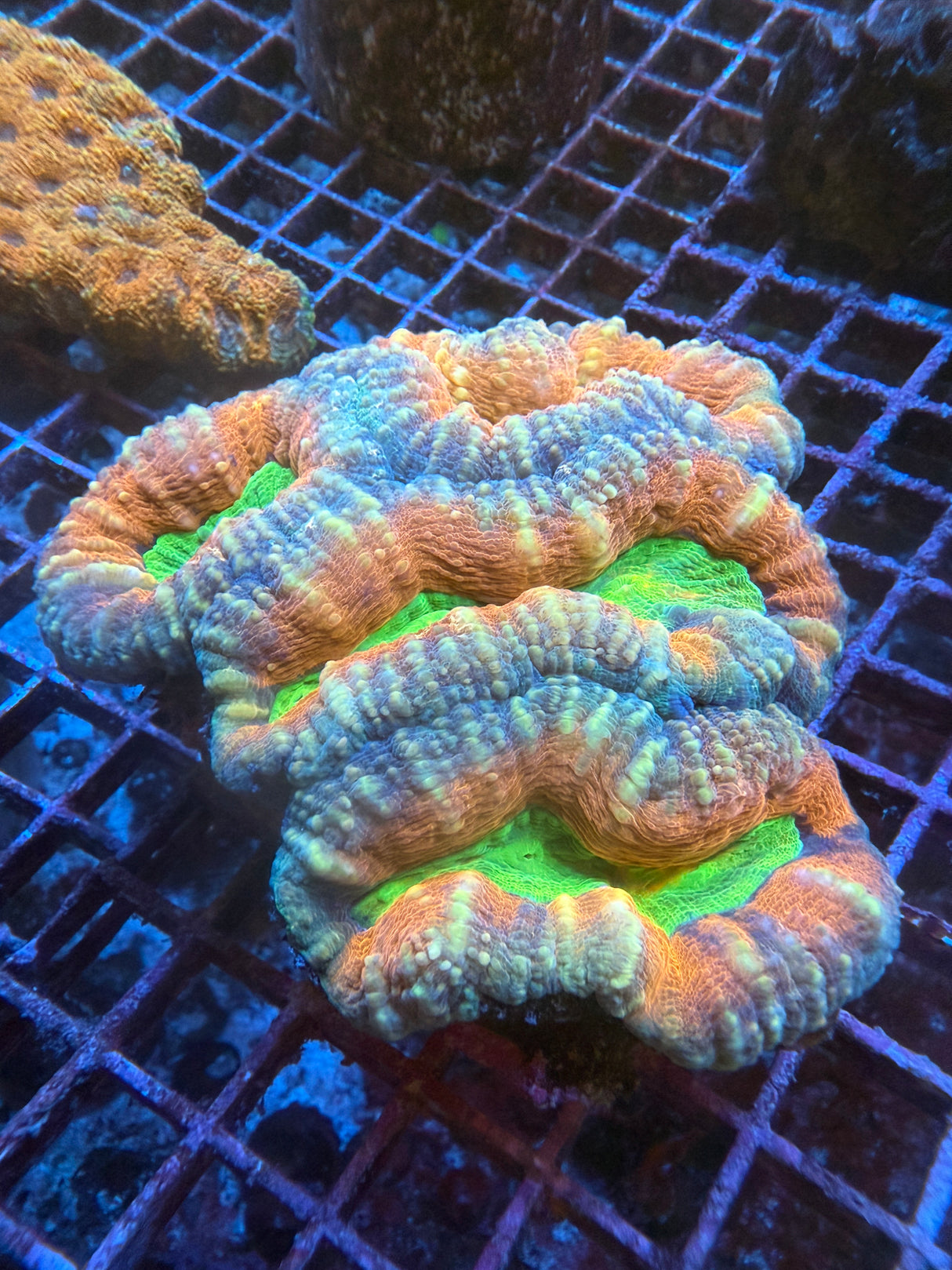 Orange Large Lobo WYSIWYG
