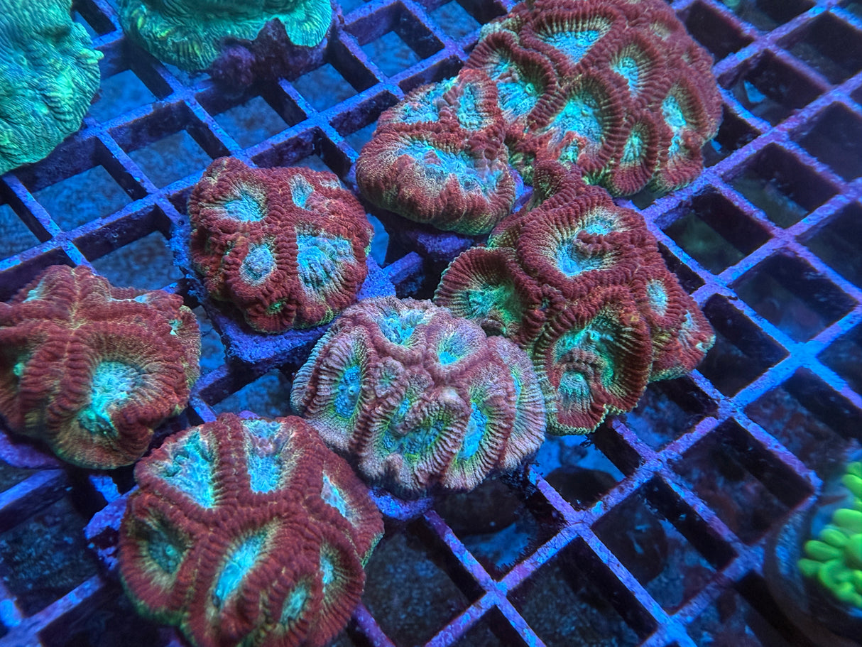 5 Pack of Stoney coral
