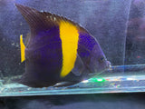 Large asfur angelfish