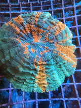 Large Meteor shower acanthophyllia WYSIWYG