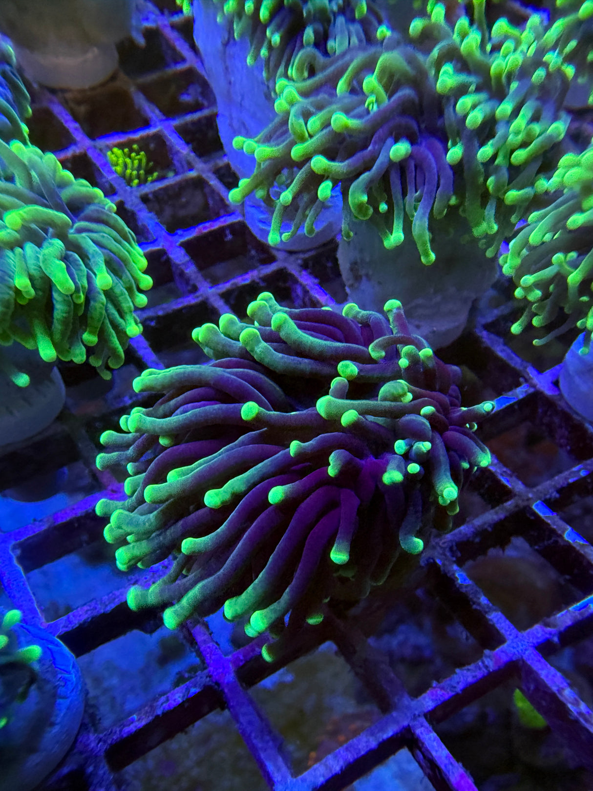 Blacklight torch SALE $30