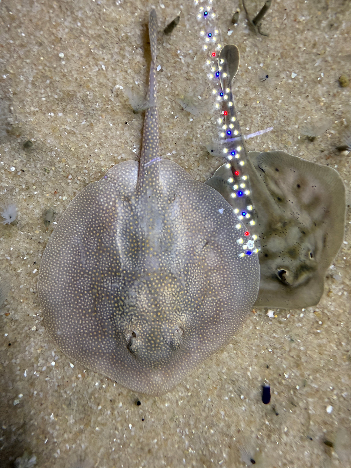 Baby California stingray