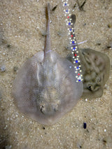 Baby California stingray