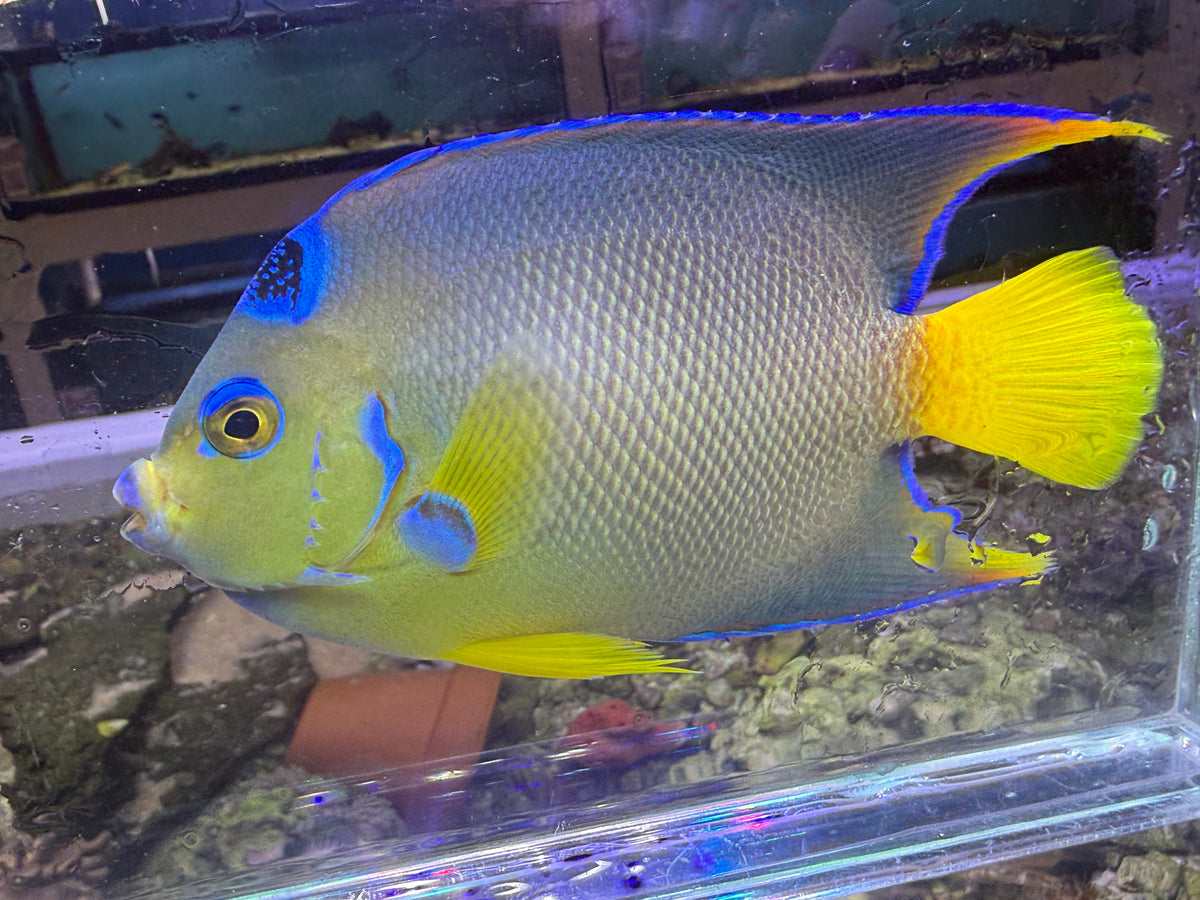 Townsend Angelfish