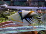 Picasso HumuHumu Triggerfish