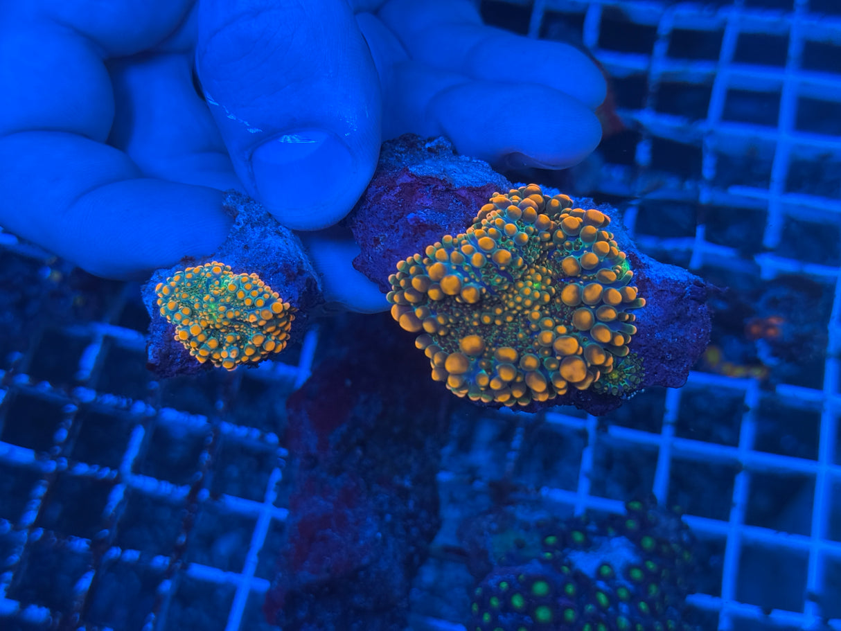 Godzilla Yuma mushrooms