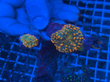 Godzilla Yuma mushrooms