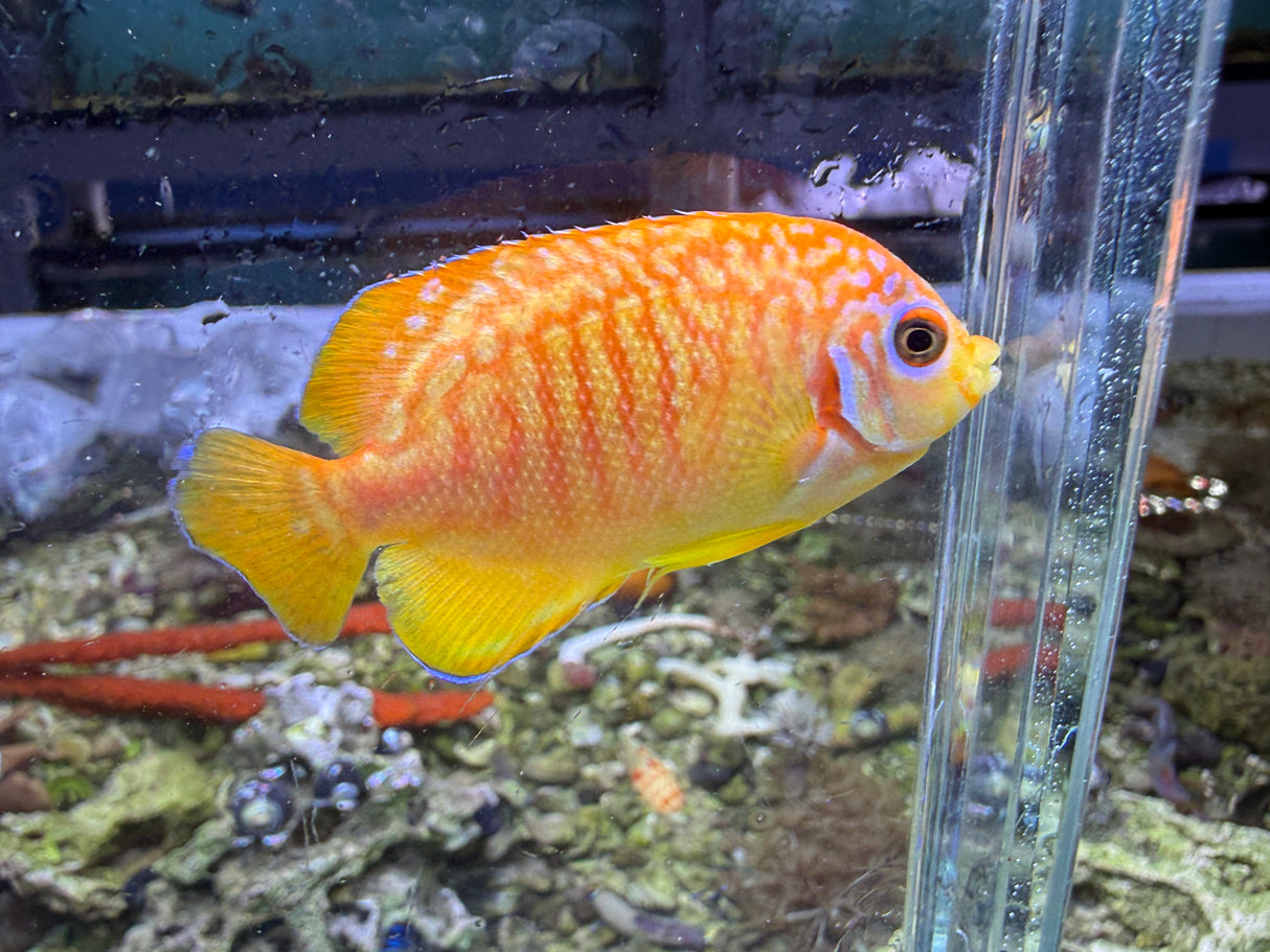 RARE Leopyge hybrid Angelfish #2