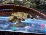 Captive bred Red Congo puffer