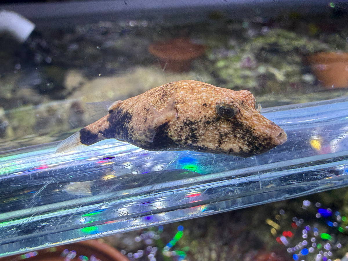 Captive bred Red Congo puffer
