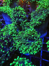 Blacklight torch SALE $30