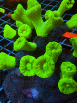 Kryptonite candy cane coral per head