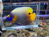 Large Blueface Angelfish