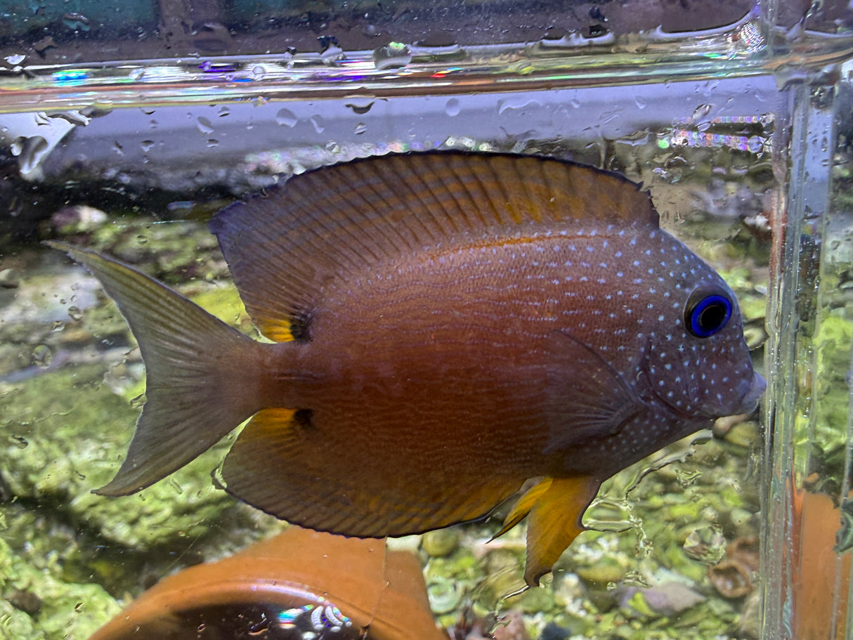 Blue Eye Kole Tang Fish