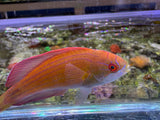 Eight Line Flasher Wrasse