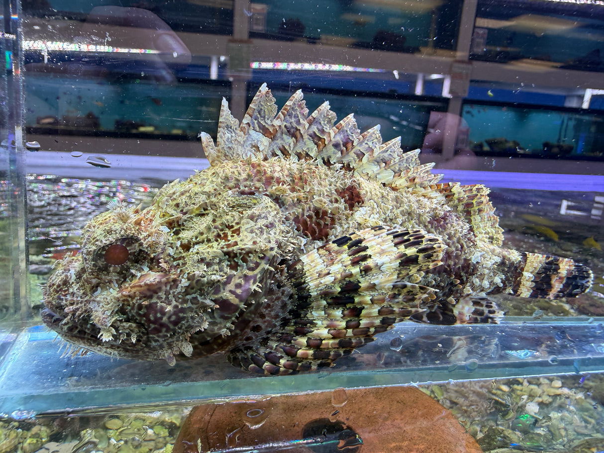 Red Scorpionfish