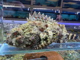 Red Scorpionfish